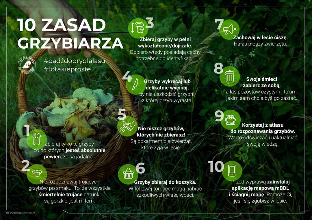 Infografika Lasów Państwowych - 10 zasad grzybiarza