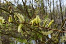 Otwarcie Arboretum Leśnego w sezonie 2024