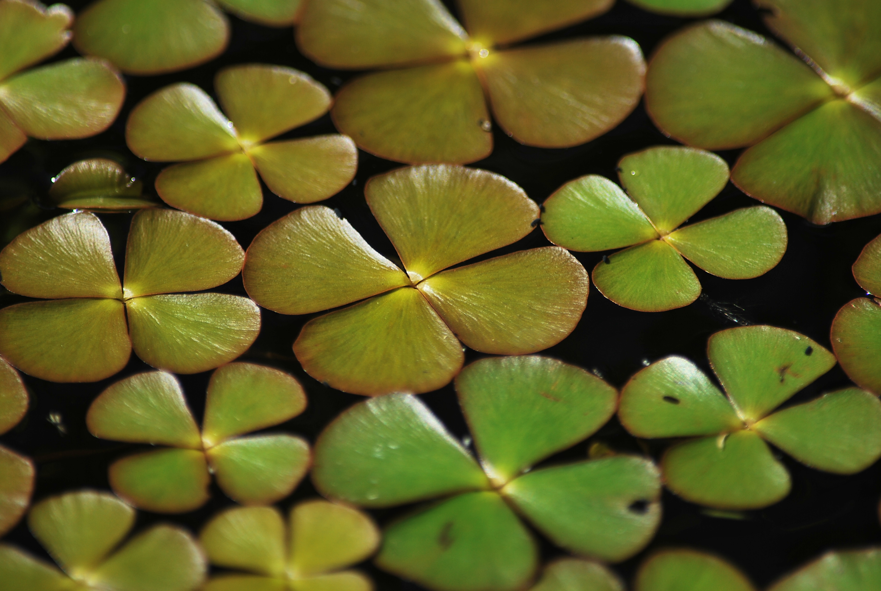 Fot. Marsylia czterolistna (Marsilea quadrifolia)