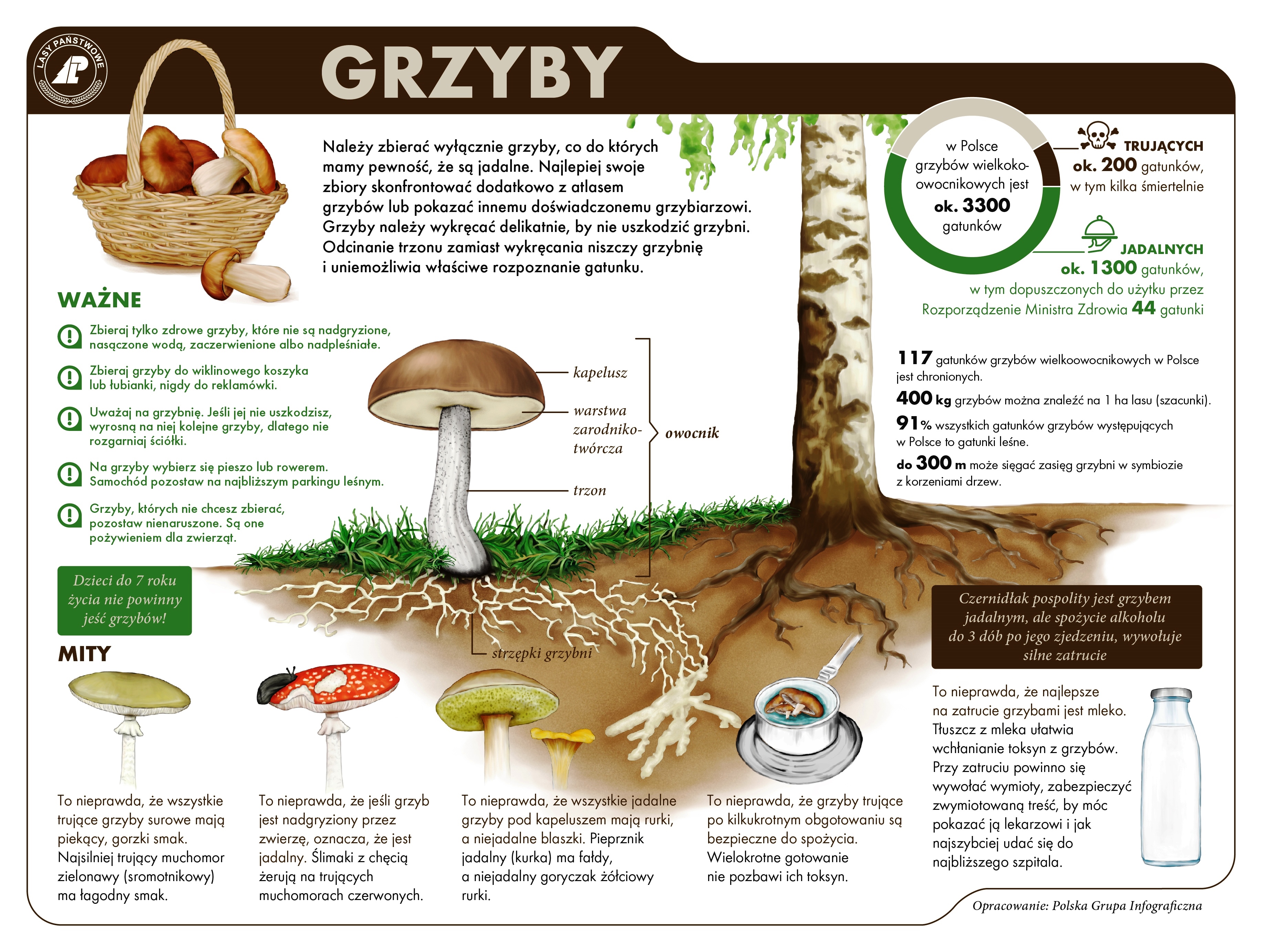 Fot. Infografika Lasów Państwowych o grzybach.