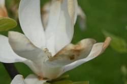 Magnolia&#x20;&#x27;Amabilis&#x27;