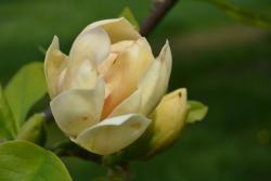 Magnolia&#x20;&#x27;Honey&#x20;Tulip&#x27;