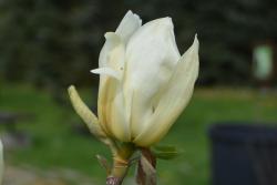 Magnolia&#x20;&#x27;Yellow&#x20;Bird&#x27;