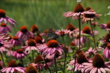 15 sierpnia - godziny otwarcia