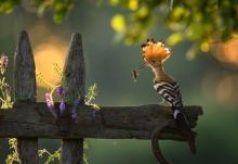 To nie sztuczna inteligencja (AI), to „Obrazy Lasu” - nowa kampania Lasów Państwowych