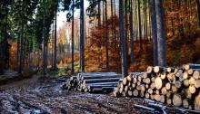 Komunikat w sprawie harmonogramu sprzedaży drewna  na I okres 2026 r.