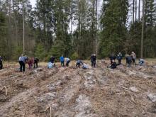 Kolejne sadzenie lasu - Leśnictwo Marcinki